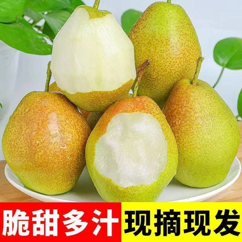 正宗新疆库尔勒香梨5斤装现摘现发新疆产地直发