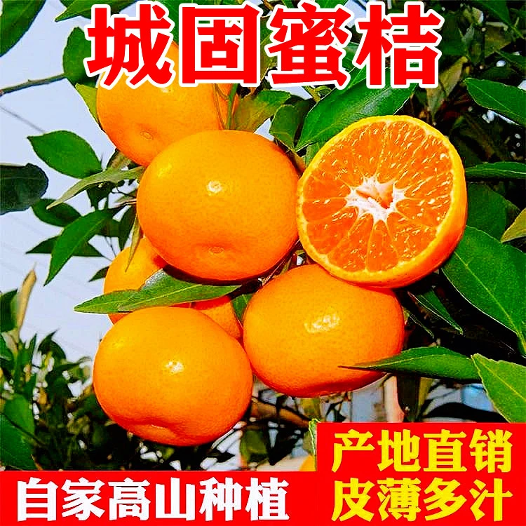 【产地直发】正宗陕西城固蜜桔新鲜水果现摘薄皮橘子无籽蜜桔