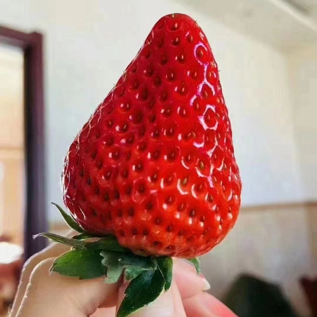 丹东久久草莓一盒，12粒装