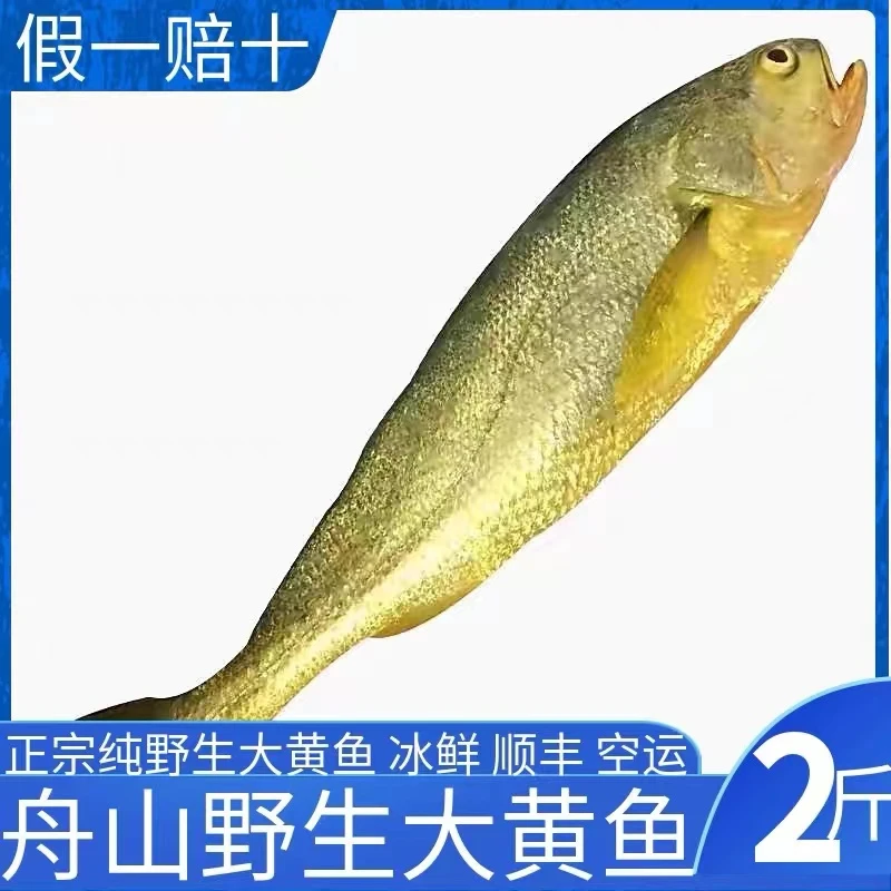 舟山海钓野生大黄花鱼舟山海鲜黄鱼500克冰鲜