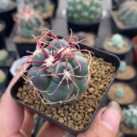 未*绯冠龙仙人球