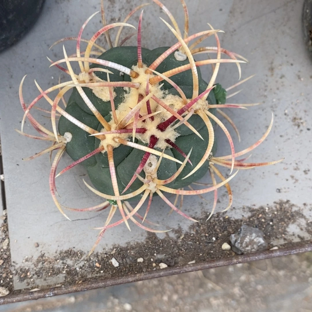 无**心绯冠龙无根仙人球