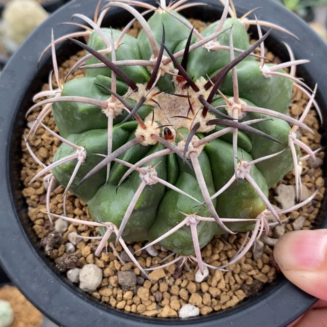 圆盘玉实生仙人球