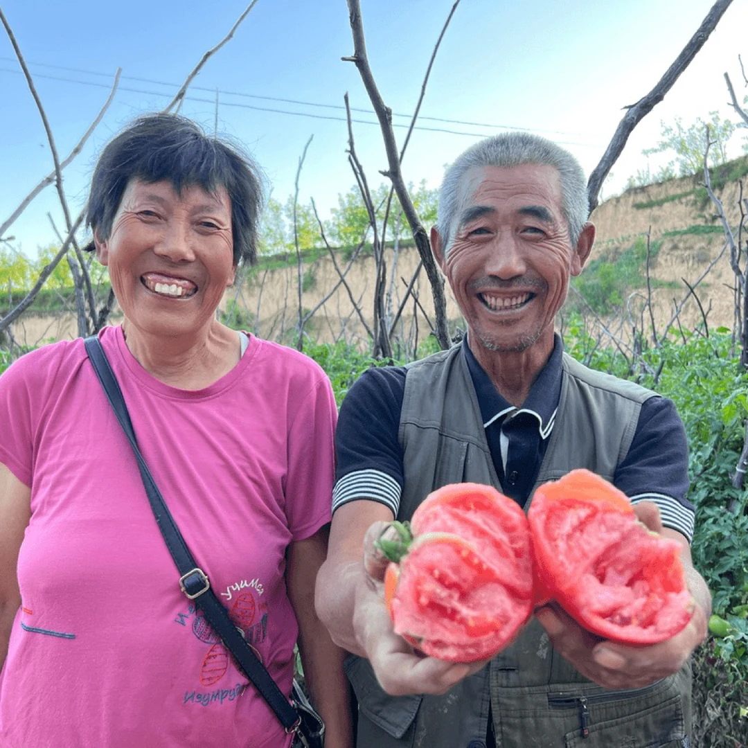〖陕北少安哥〗农家西红柿五斤起包邮