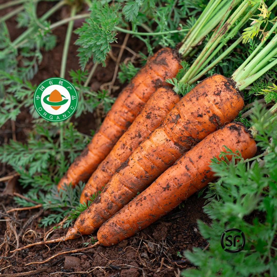 高原云南新鲜生态有机生吃甜脆带泥水果红萝卜顺丰发货