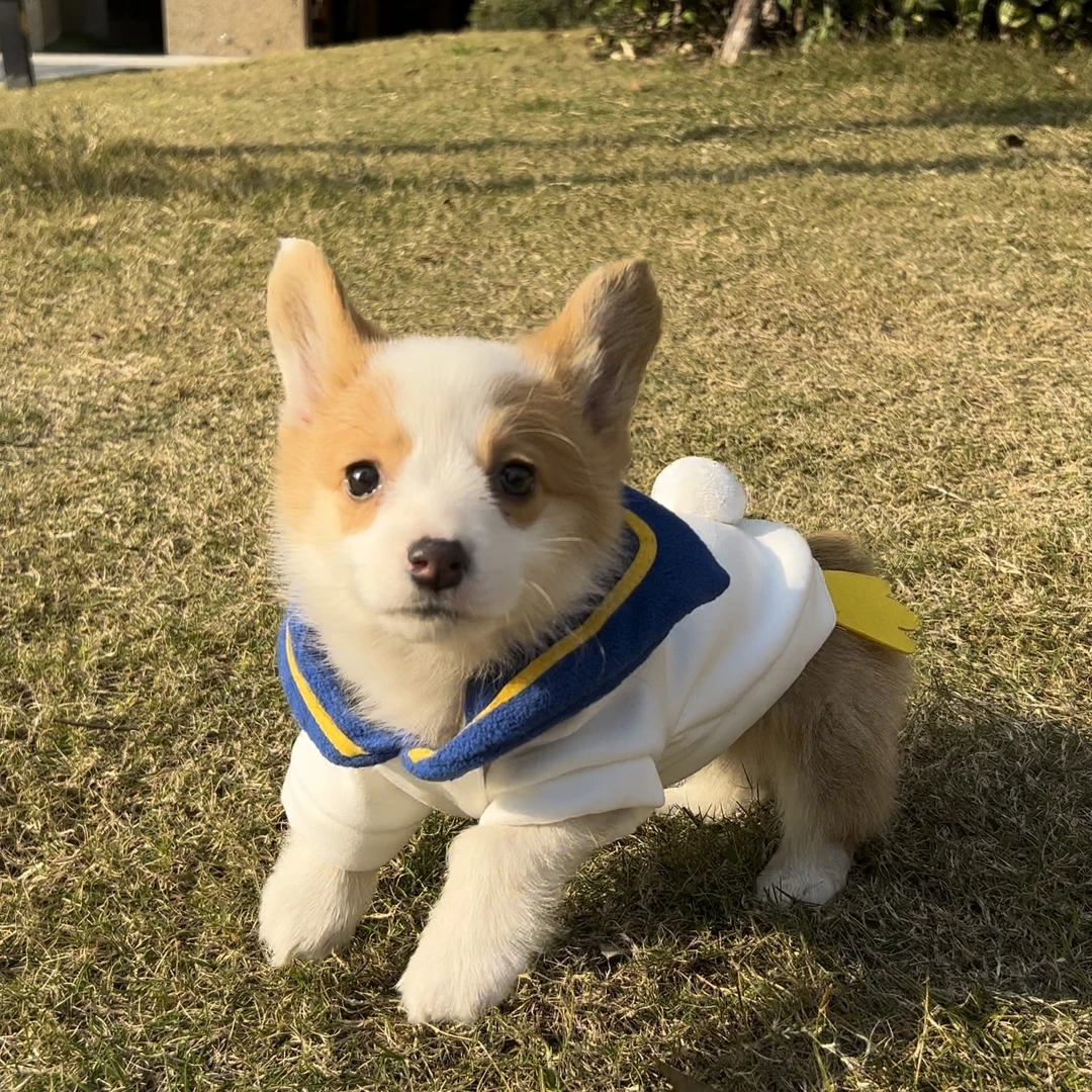 狗狗衣服秋冬款加厚保暖海军风翻领小鸭子柯基泰迪幼犬中小型猫咪
