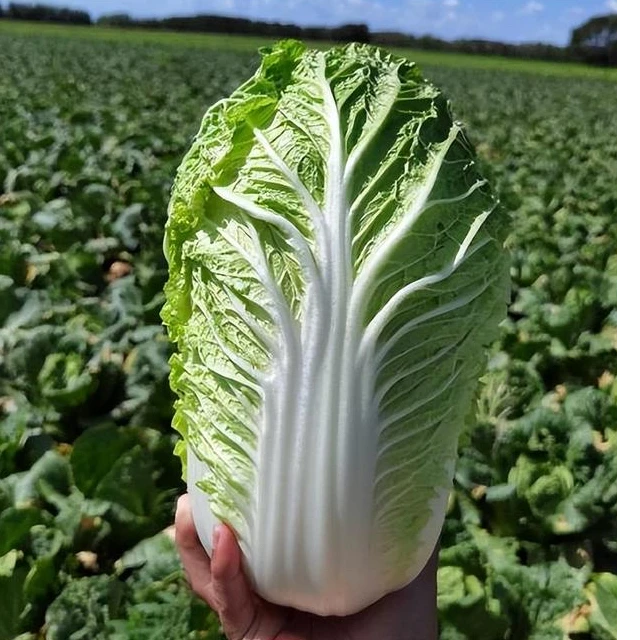 东北农家黄心大白菜现挖现发包心菜