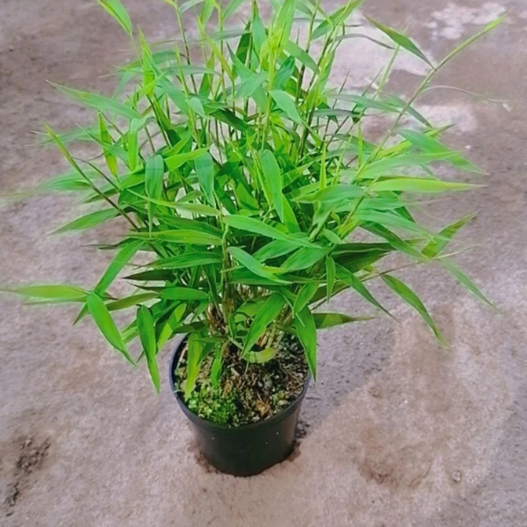 姬翠竹盆栽竹子翠竹小姬竹四季常青竹子盆栽室内观赏竹植物盆栽