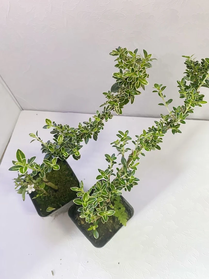 六月雪盆景悬崖红花茶桌禅意室内窗台小绿植物办公室桌面盆栽