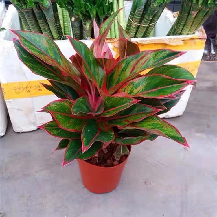 万年红水培如意皇后吉利红室内水培植物清新空气盆栽花万年青批发