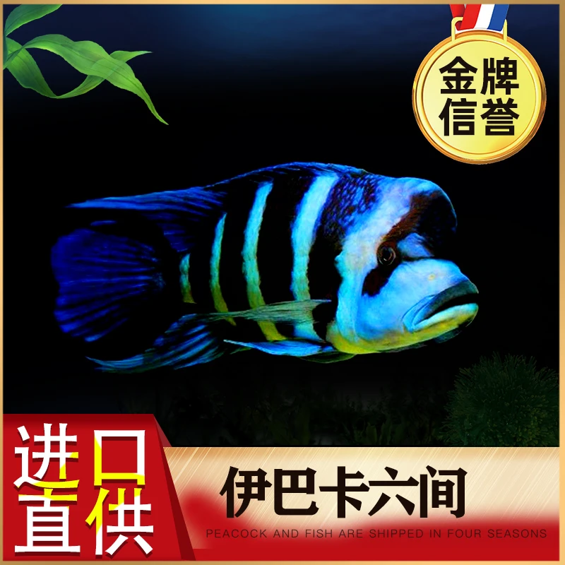 伊巴卡六间 坦鲷鹅头皇冠 布隆迪六间 活体 观赏鱼 三湖慈鲷