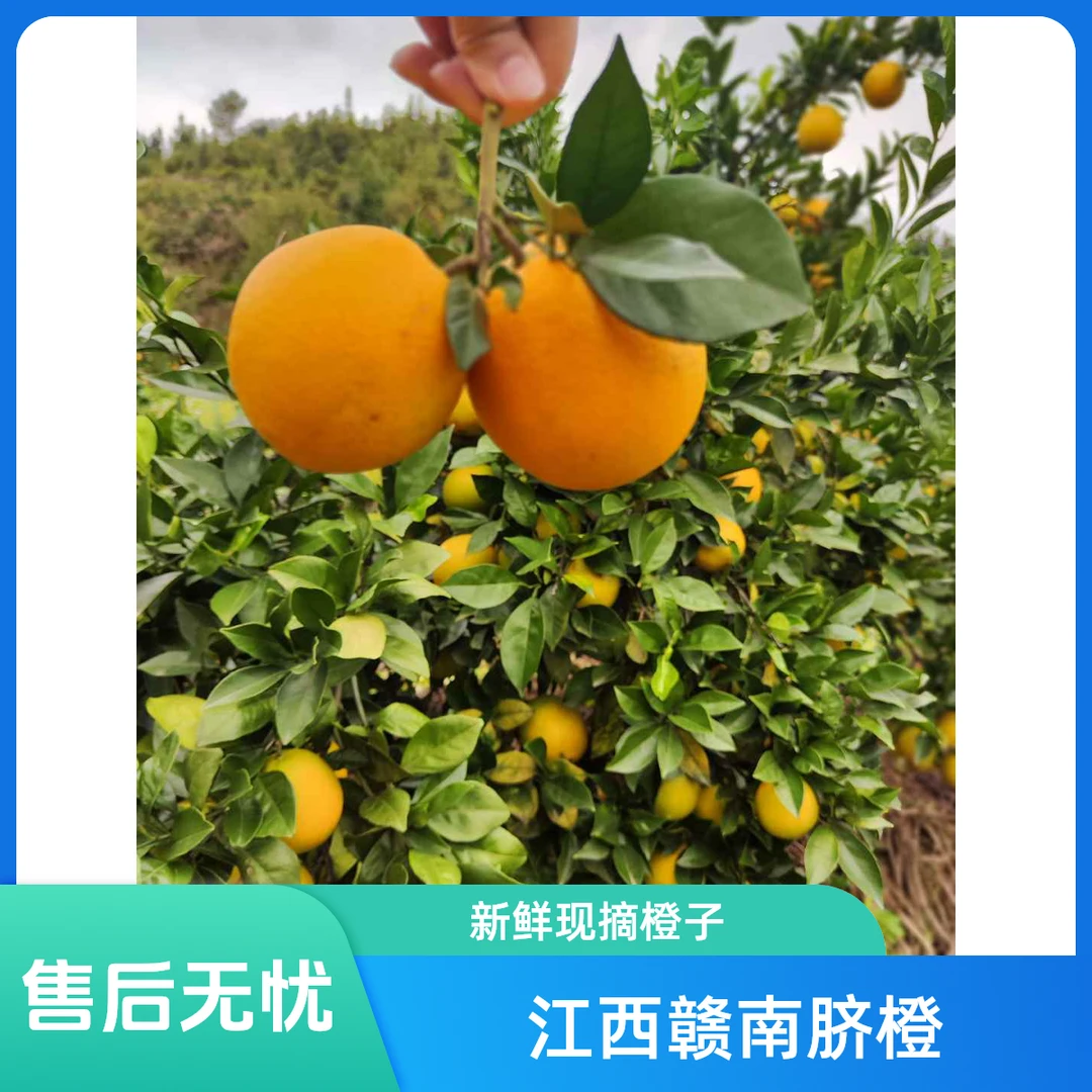 赣南脐橙5斤果肉细嫩 营养 香甜 细腻 橙味 新鲜 天然 酸甜 快递