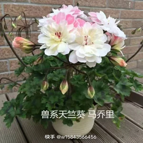 新品兽系天竺葵劳拉马桥里室内盆栽花卉