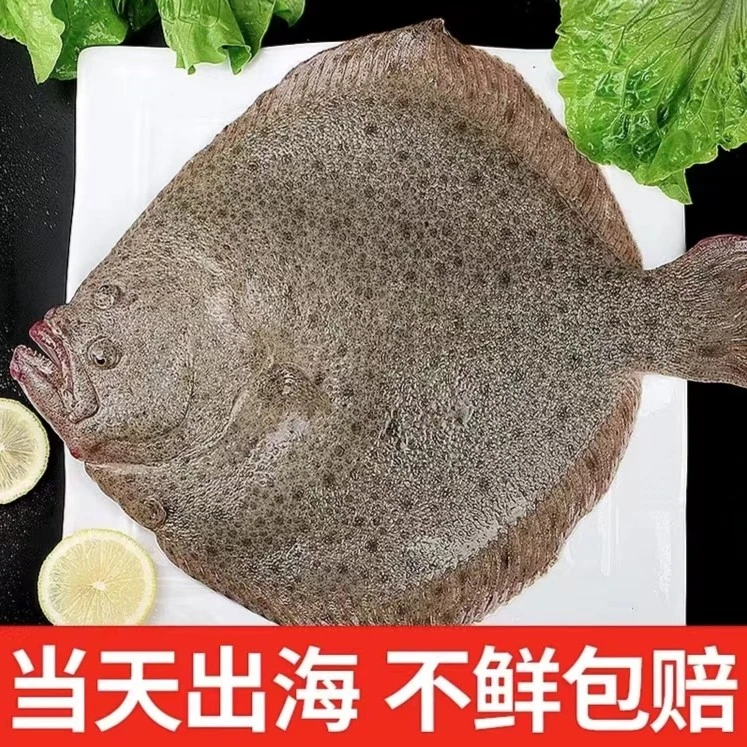 新鲜多宝鱼单独包装肉质细腻 深海海捕6两左右/条 到手8条