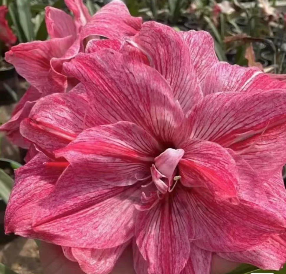 澳朱贵妇朱顶红，超大花品种，水苔保湿发货 阳台室外花卉