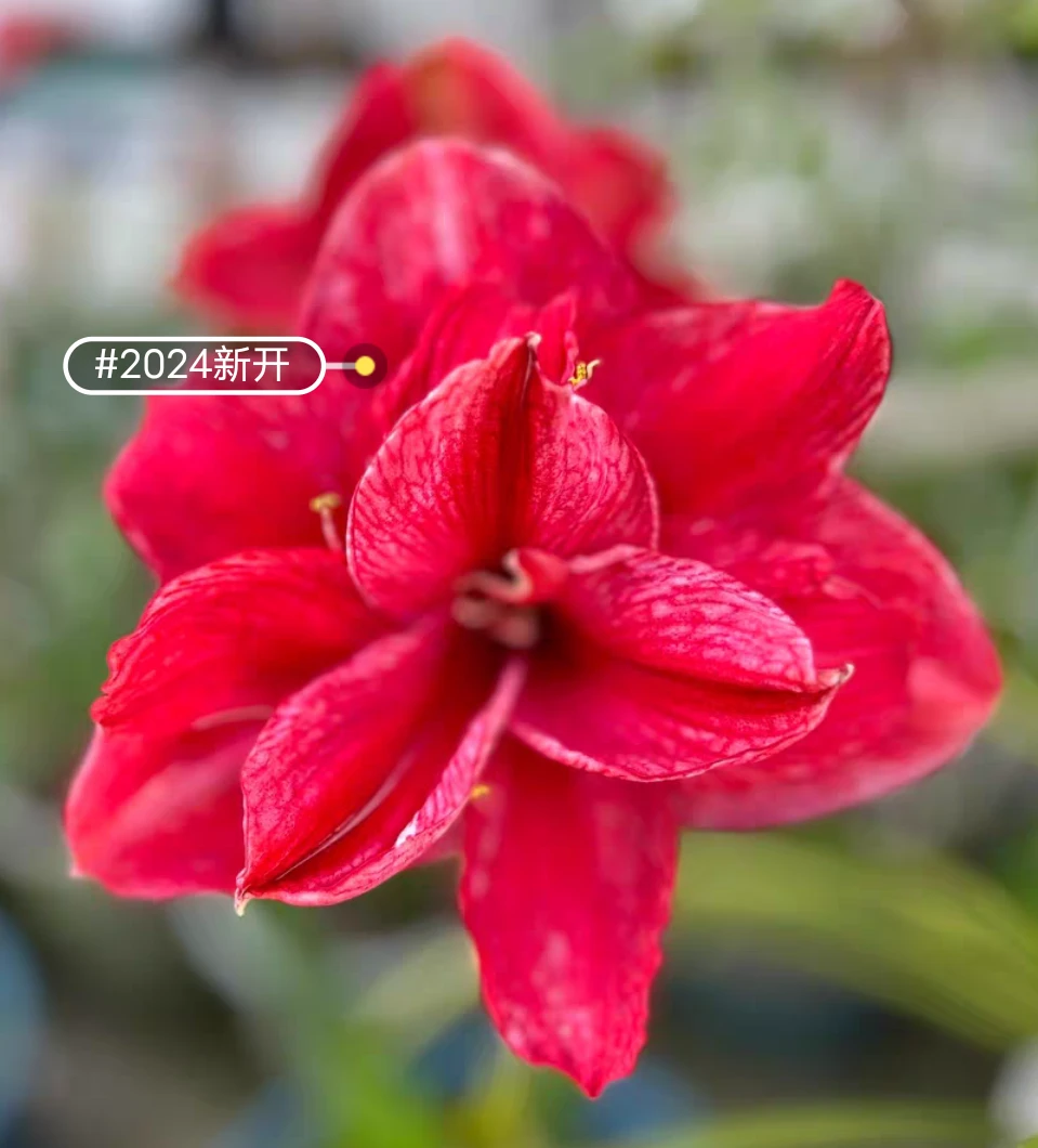 台湾朱顶红紫蝶小苗2.5cm,切球苗