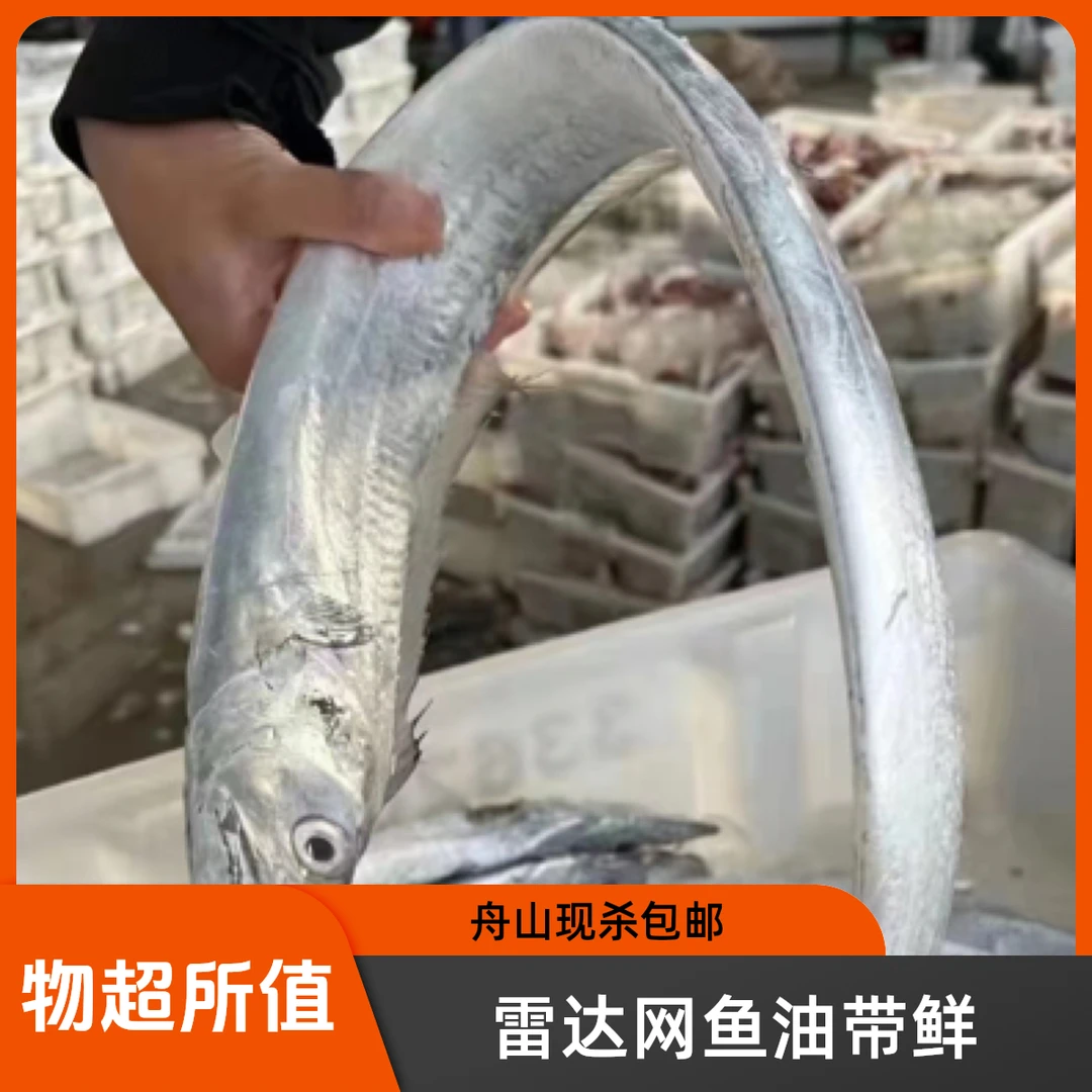 舟山雷达网带鱼油带现称现拍一斤以上一条五斤包邮深海鱼