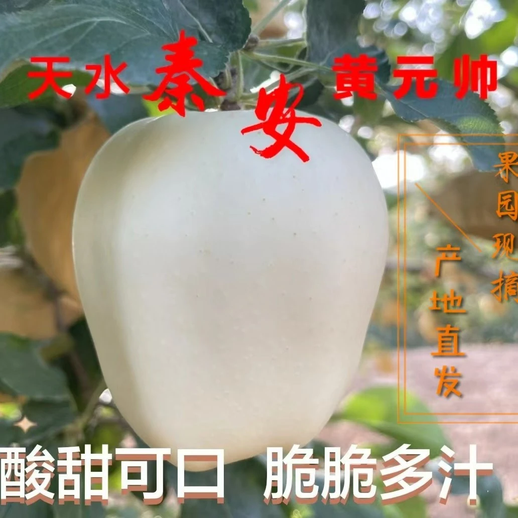 甘肃天水秦安黄元帅苹果酸甜多汁6-8斤脆脆果园