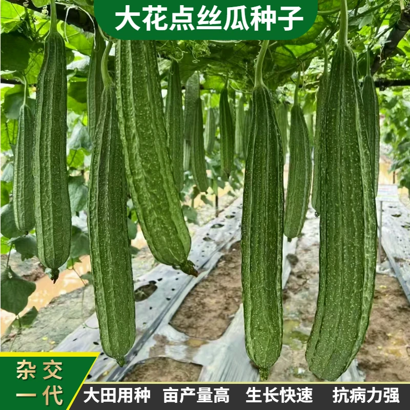 大肉棱角丝瓜种子 花点丝瓜 蔬菜种子 甜丝瓜 八角丝瓜种子菜种籽