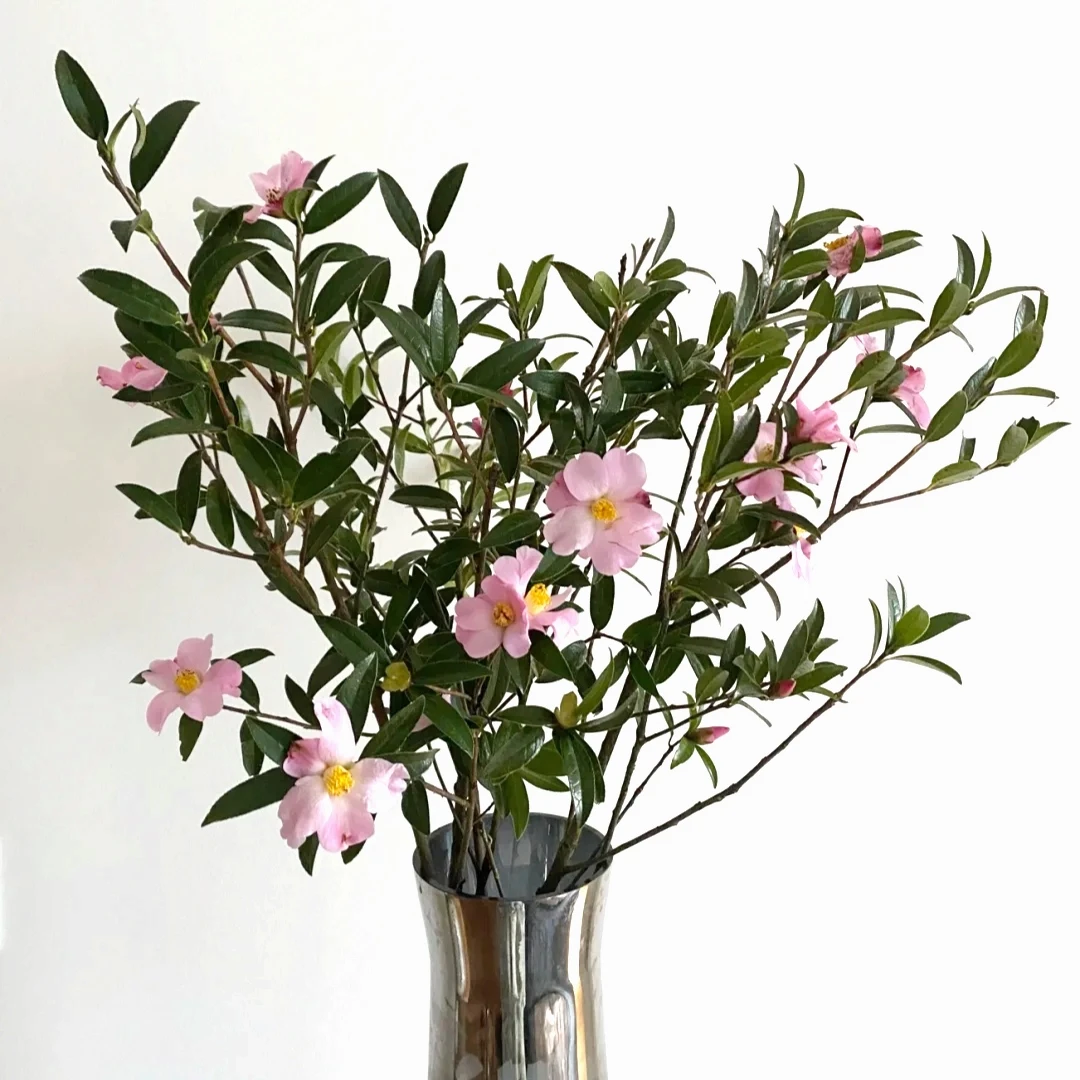 山茶  鲜切花高端家居清新装饰粉白色花期长 云南鲜花绿植