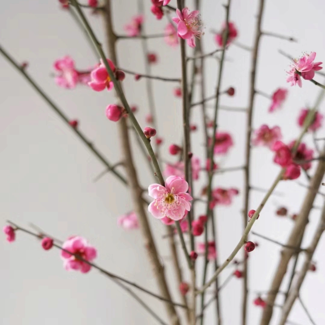 红梅  鲜切花高端家居清新简约装饰花期长 云南鲜花绿植