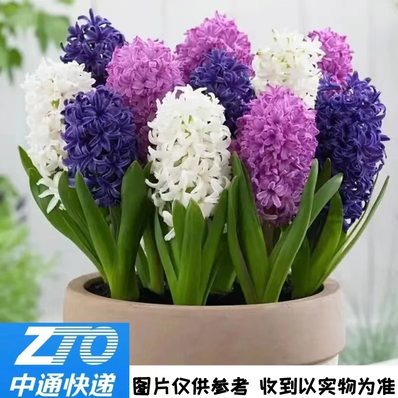 【粉丝福利】风信子 种球盆栽（不挑色）室内阳台植物云南鲜花绿植