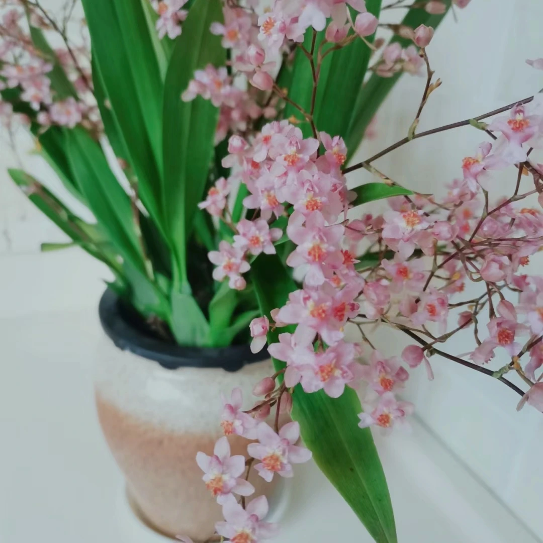 粉色梦香兰 5支（绿色加仑）带香味多花耐寒花期长云南网红植物