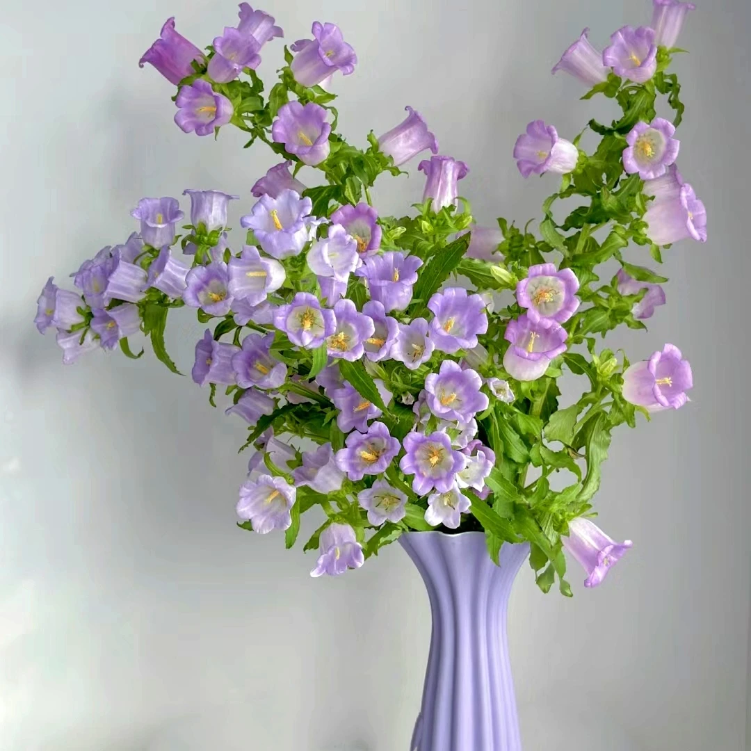 风铃花 鲜切花紫色清新带香味花期长室内桌面鲜花 云南鲜花绿植
