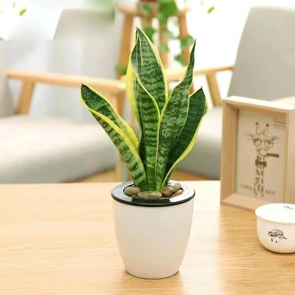 虎皮兰 1盆栽耐寒好养室内阳台观叶植物 云南鲜花绿植