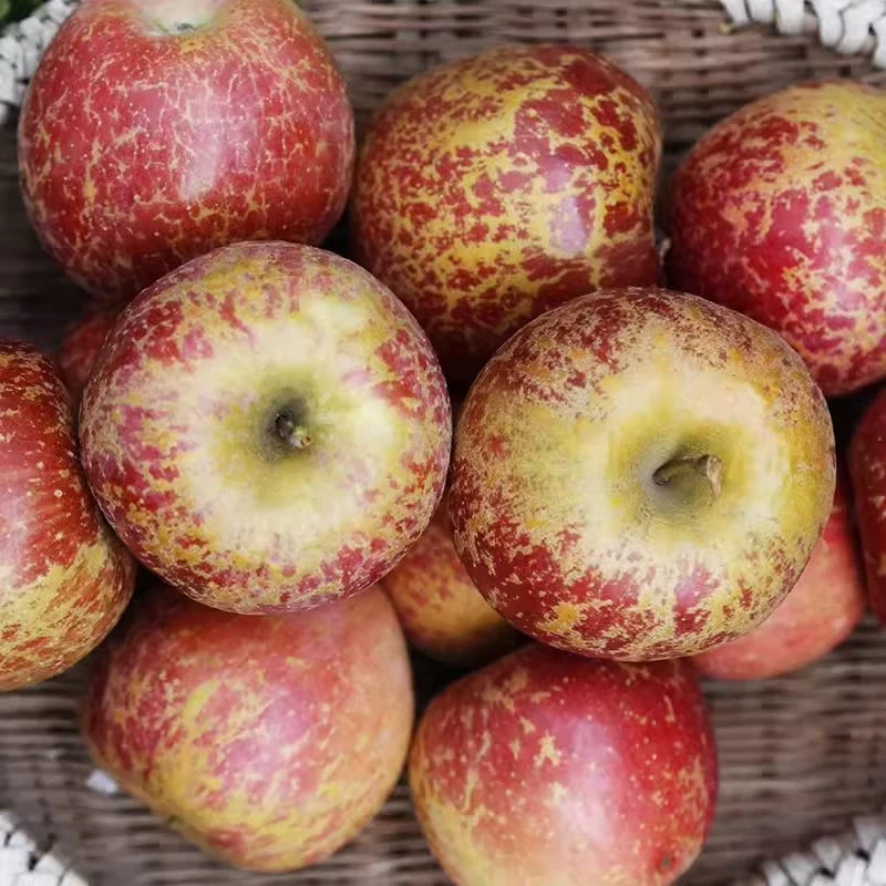 四川大凉山盐源丑苹果冰糖心整箱包邮新鲜水果现摘现发野生小苹果