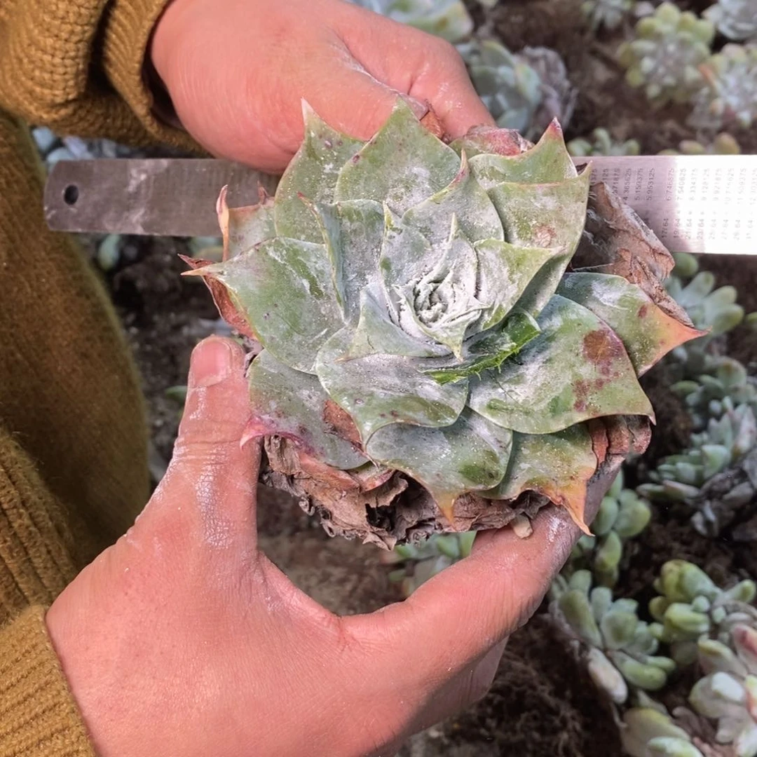 1235哈哈哈哈哈哈哈哈哈哈哈哈