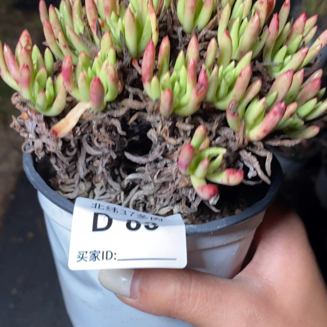83哈哈哈哈哈哈哈哈哈哈哈哈