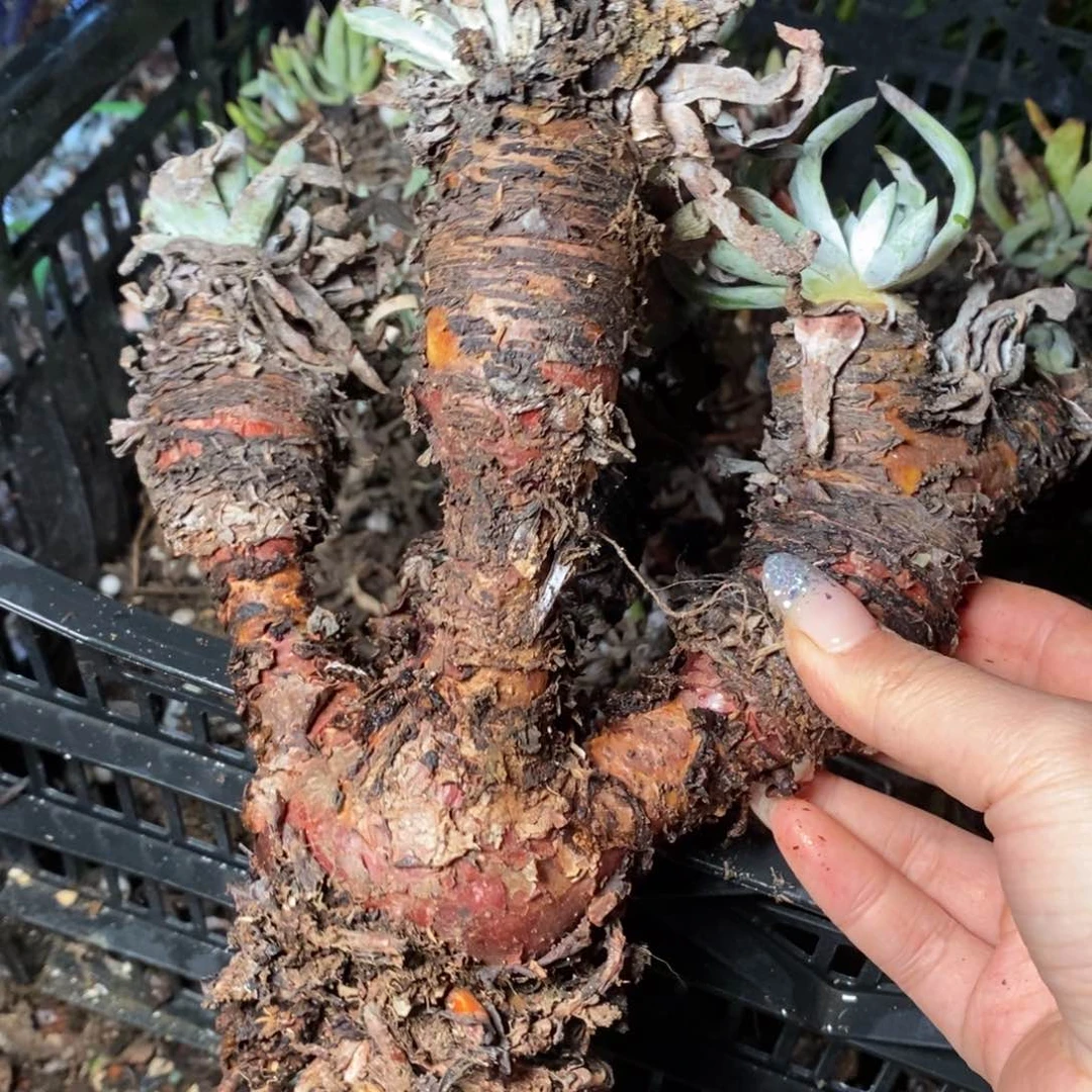 2727八头雪山杂哈哈哈哈哈哈