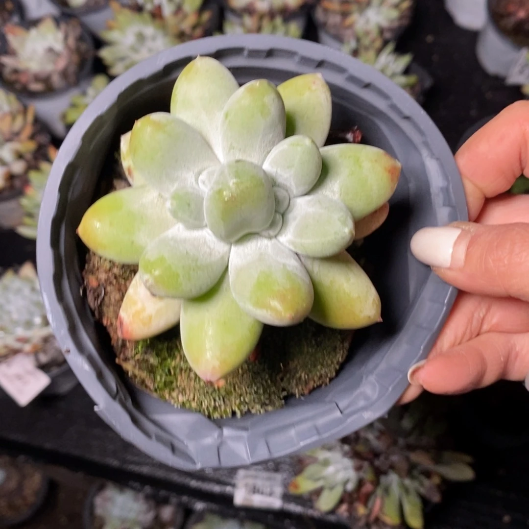 525哈哈哈哈哈哈哈哈哈哈