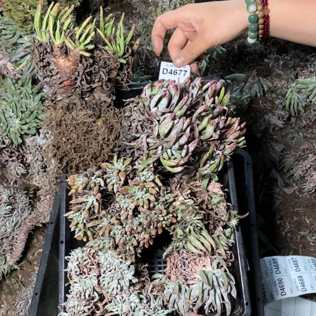 4677哈哈哈哈哈哈哈哈哈哈