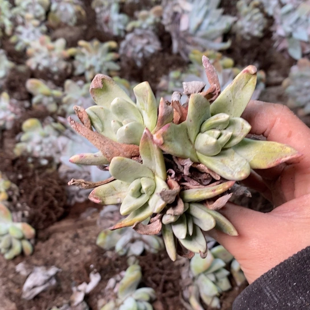 1230苹果叶杂交哈哈哈哈哈