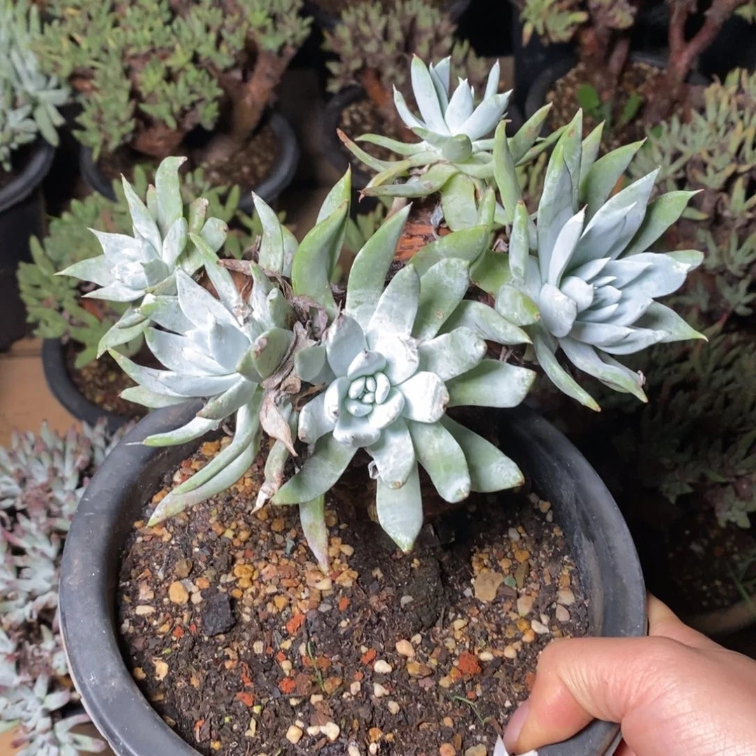 913个哈哈哈哈哈哈哈哈哈哈