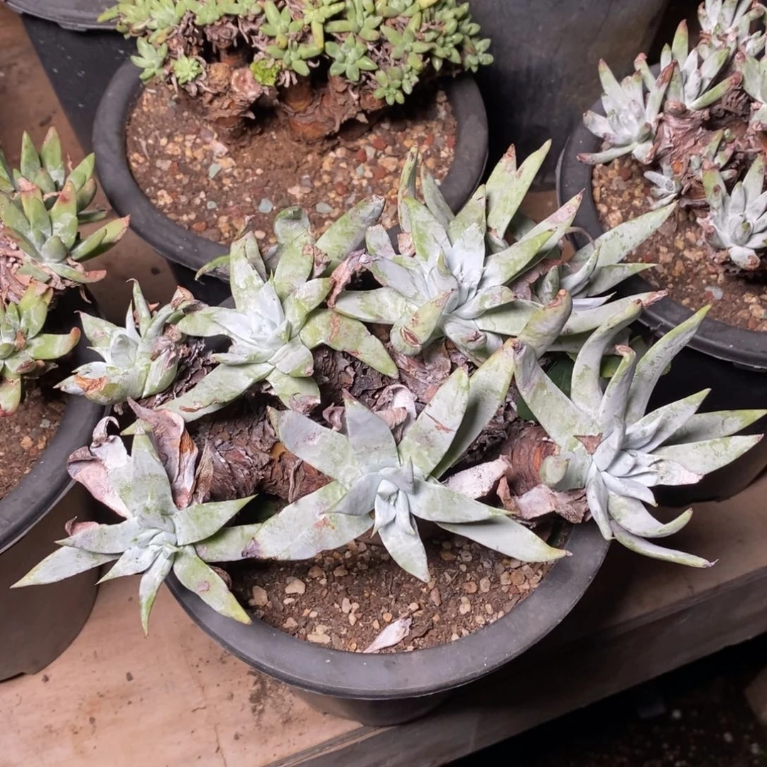 2007个哈哈哈哈哈哈哈哈哈哈