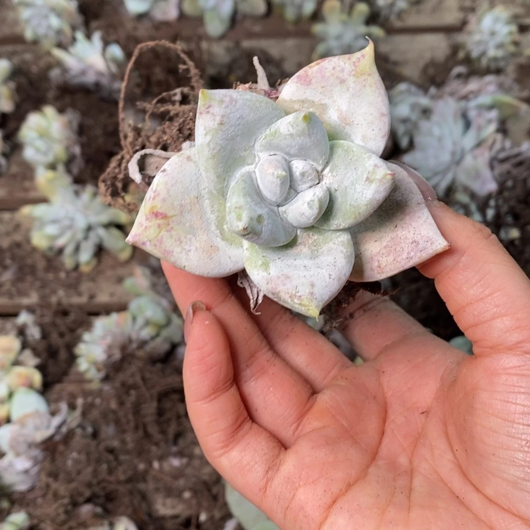 1460啊啊啊啊啊啊