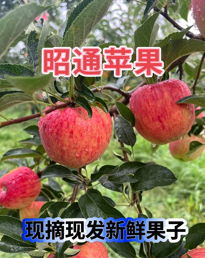 红露冰糖心丑苹果2、4、5斤包邮