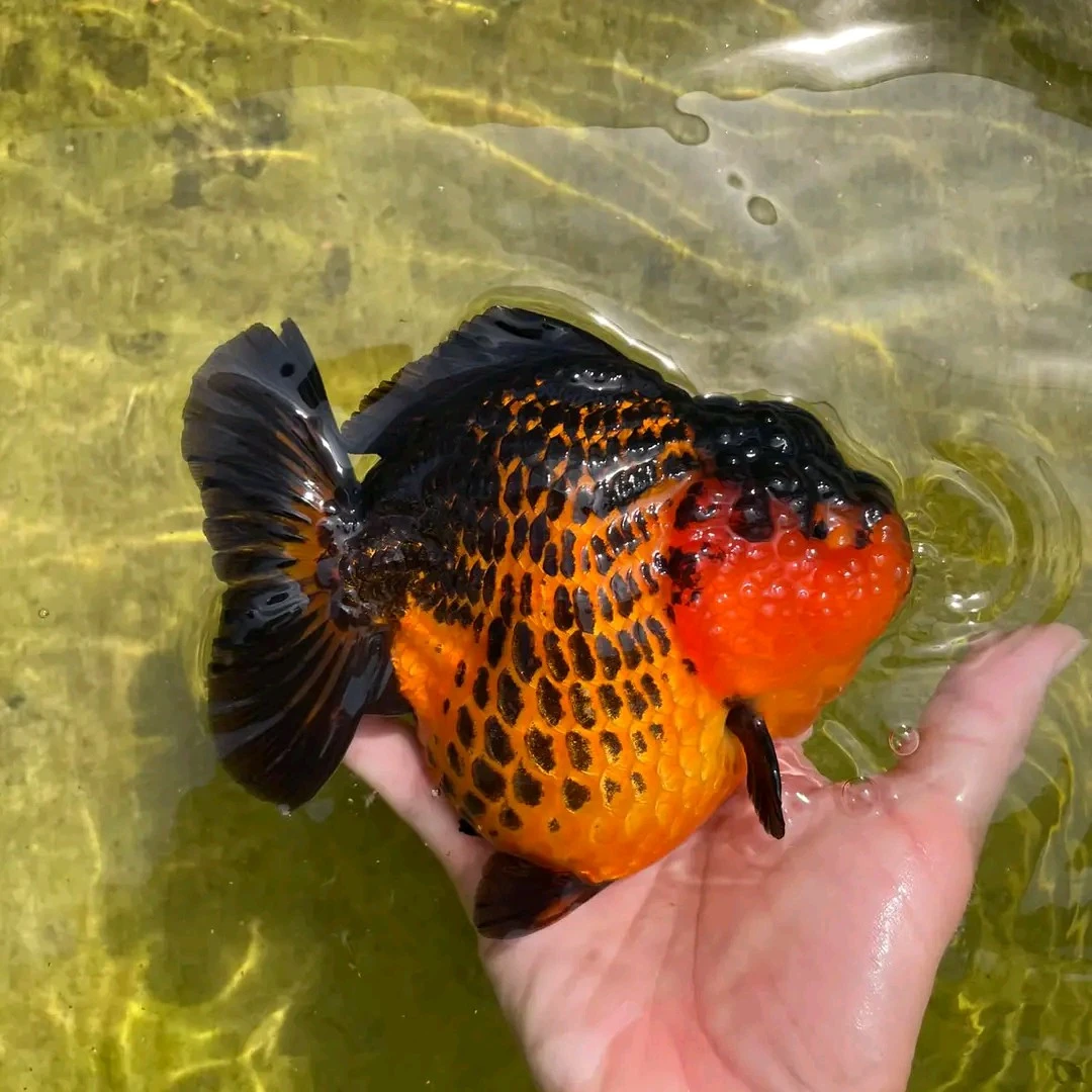 将军泰狮金鱼，冷水鱼，直播间选鱼专拍链接，饲养混养