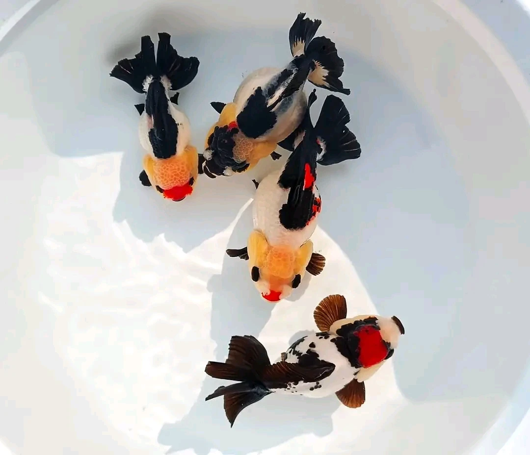 泰国进口金鱼，源泰金鱼，直播间选鱼专拍链接