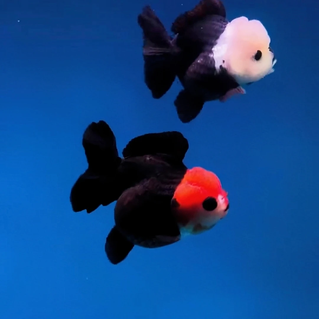 百褶泰狮金鱼观赏鱼易养活体萌宠淡水鱼，直播间选鱼专拍，一鱼一拍