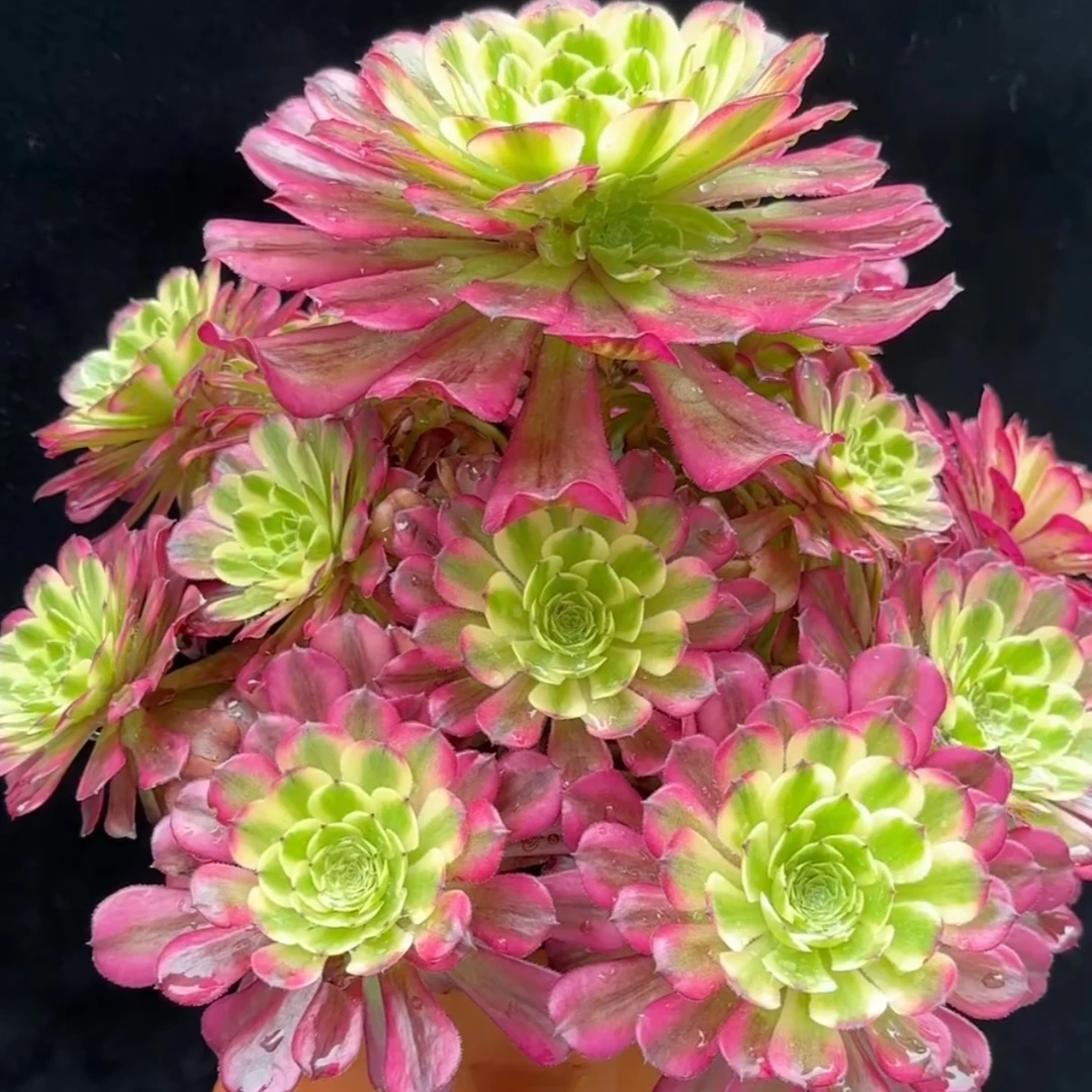 【多肉植物】一单包邮