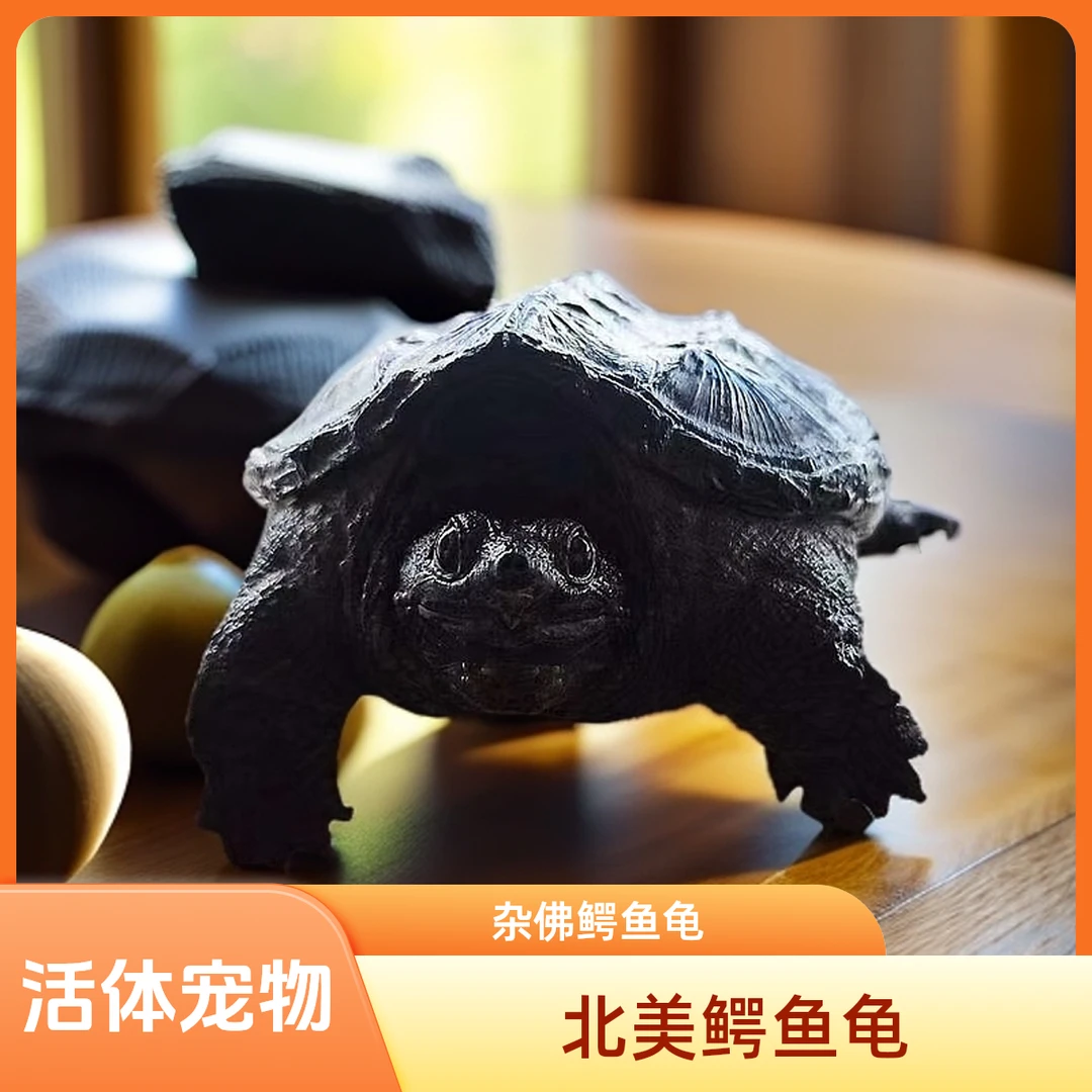 宠物龟北美小鳄龟杂佛鳄龟直播拍链接！