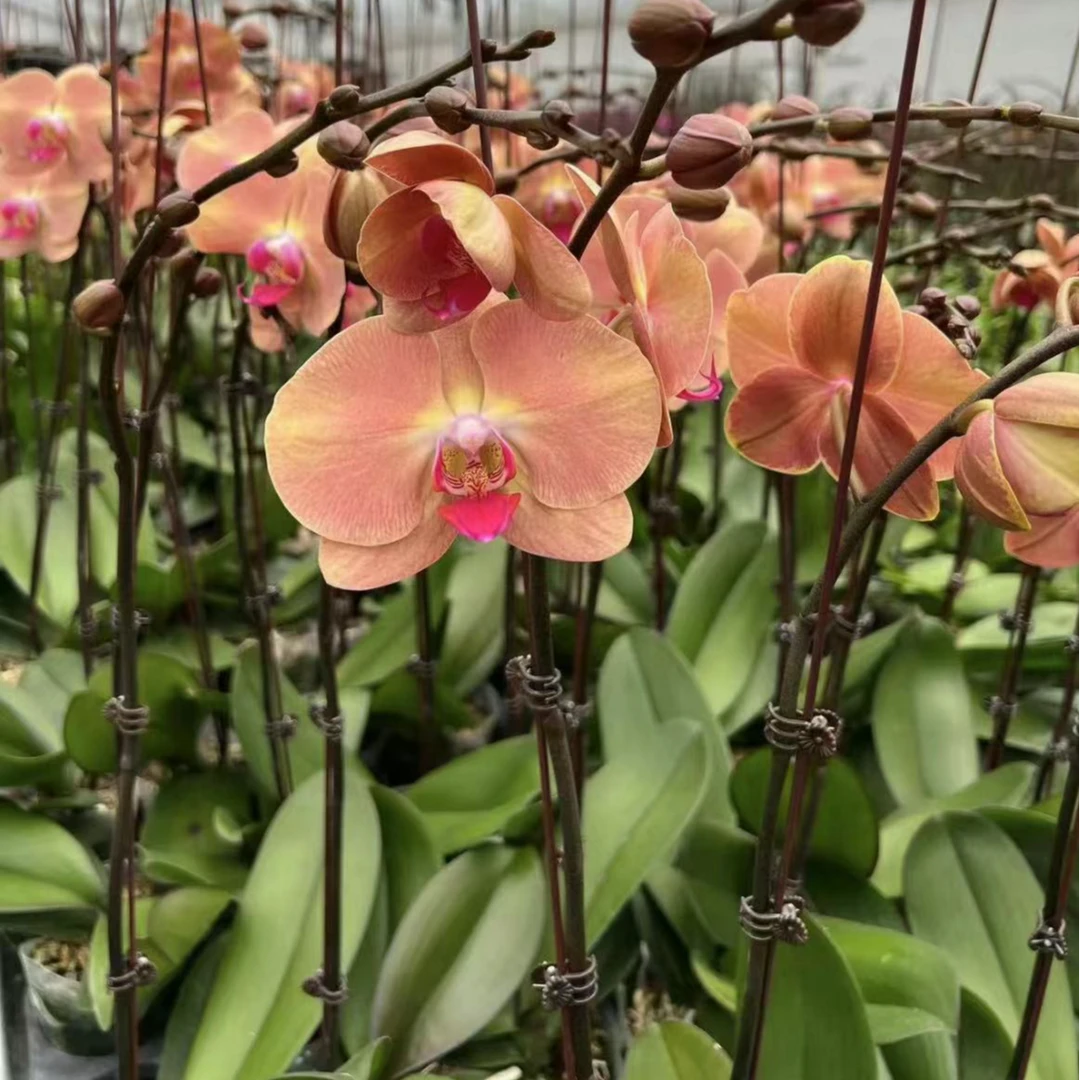 金钻石新品蝴蝶兰（粉丝福利）