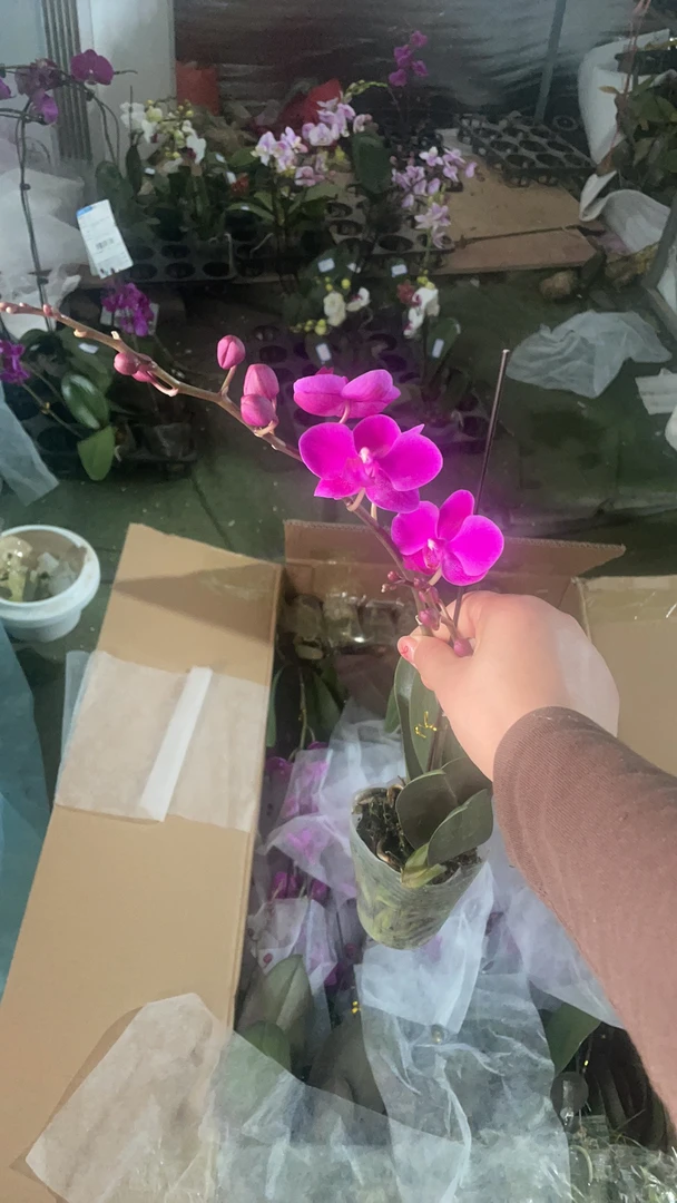 蝴蝶兰带花发货满天红发货主图效果