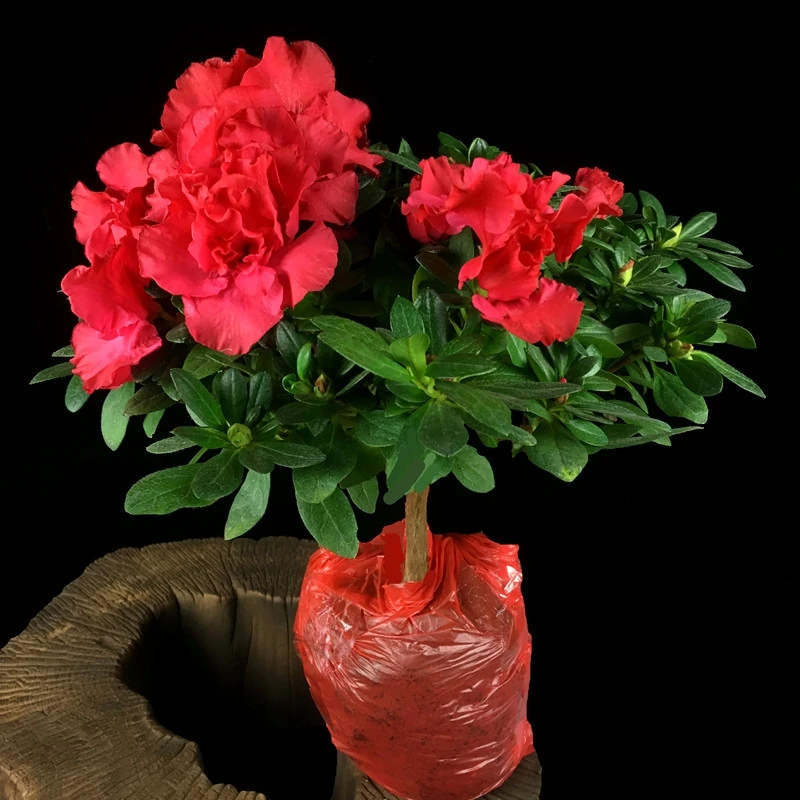 杜鹃花盆景盆栽开花植物玫红色办公室内好养易活