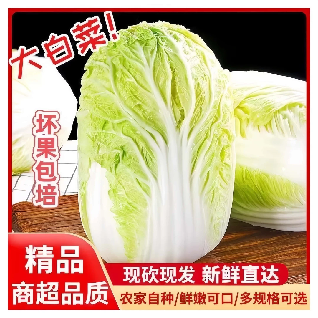 山东大白菜黄心白菜农家自种产地直发新鲜白嫩无老叶