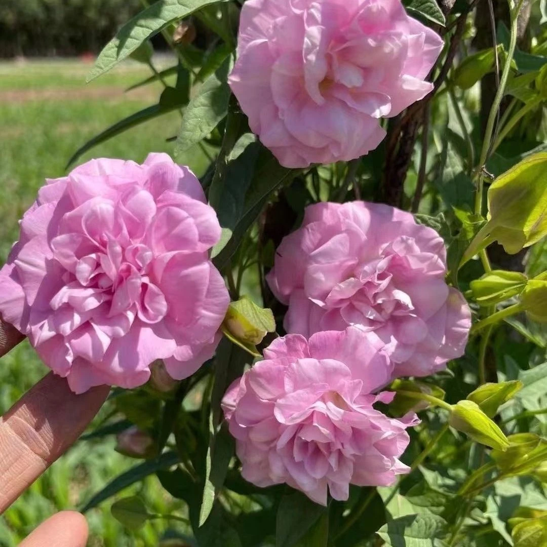缠枝牡丹花苗粉色重瓣耐热耐寒绿植盆栽花卉芍药